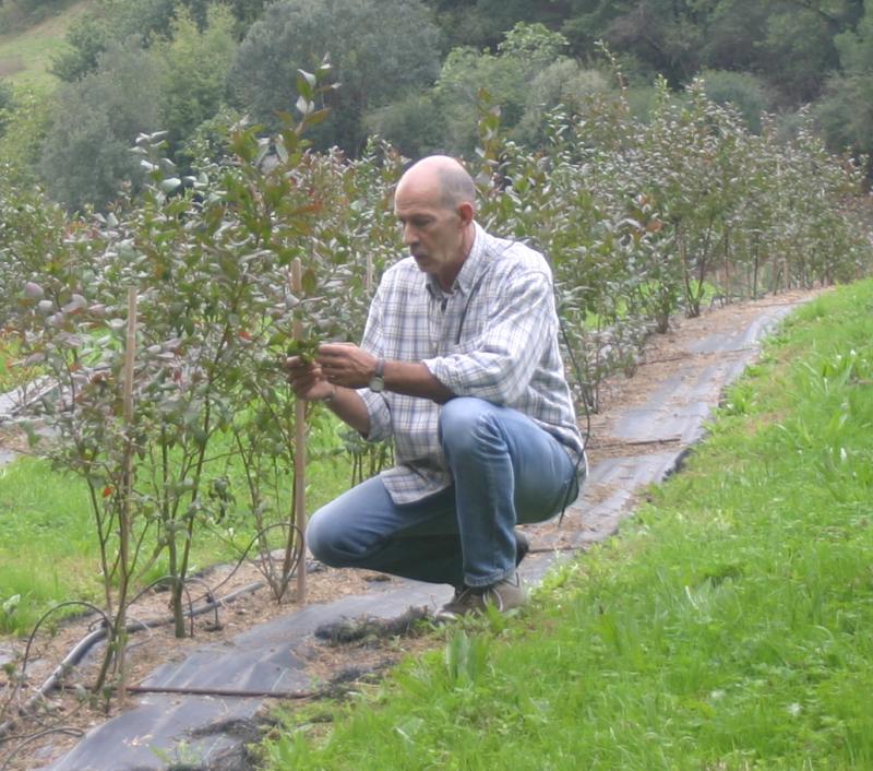 Paco cuidando de su plantaci?n de Ar?ndanos en Ramales de la Victoria