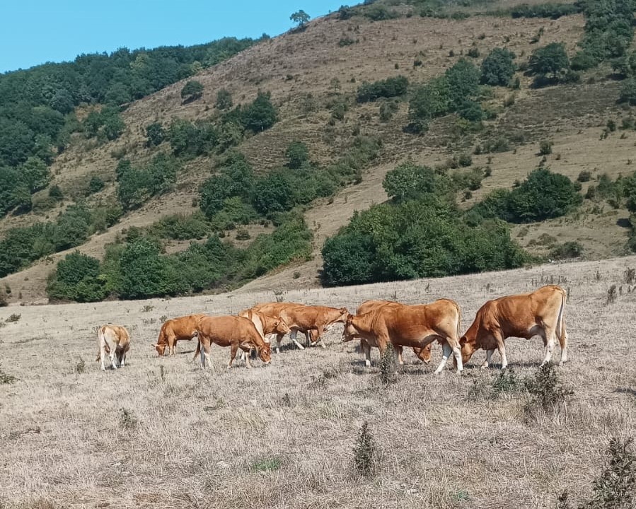 PRC Cantabria