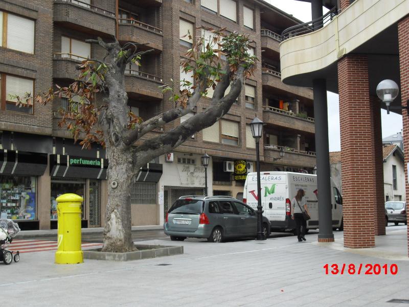 Magnolia Singular en la C/ Ram?n Pelayo de Colindres