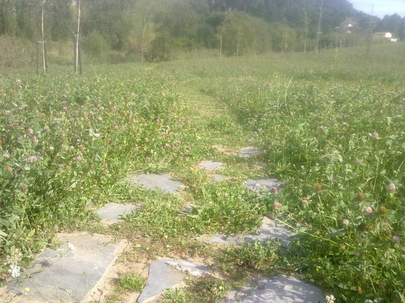 Senderos de loseta invadidos por el cesped