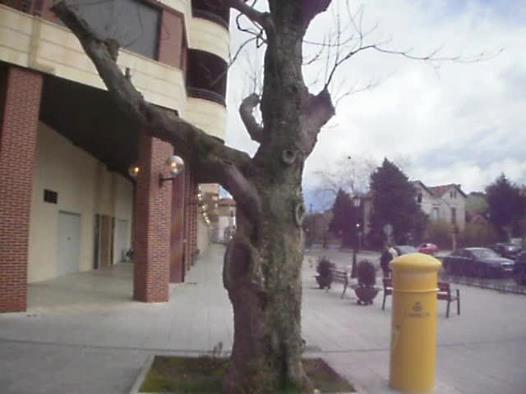 Magnolia Singular Municipal. Mayo de 2013