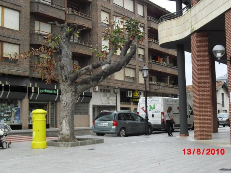Magnolia Singular de propiedad municipal que fue mutilada sin licencia por una promotora