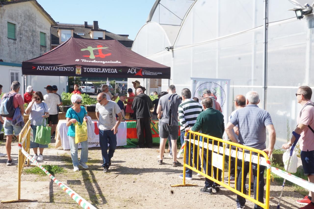 Torrelavega reparte 15.000 plantones de tomate de variedades antiguas