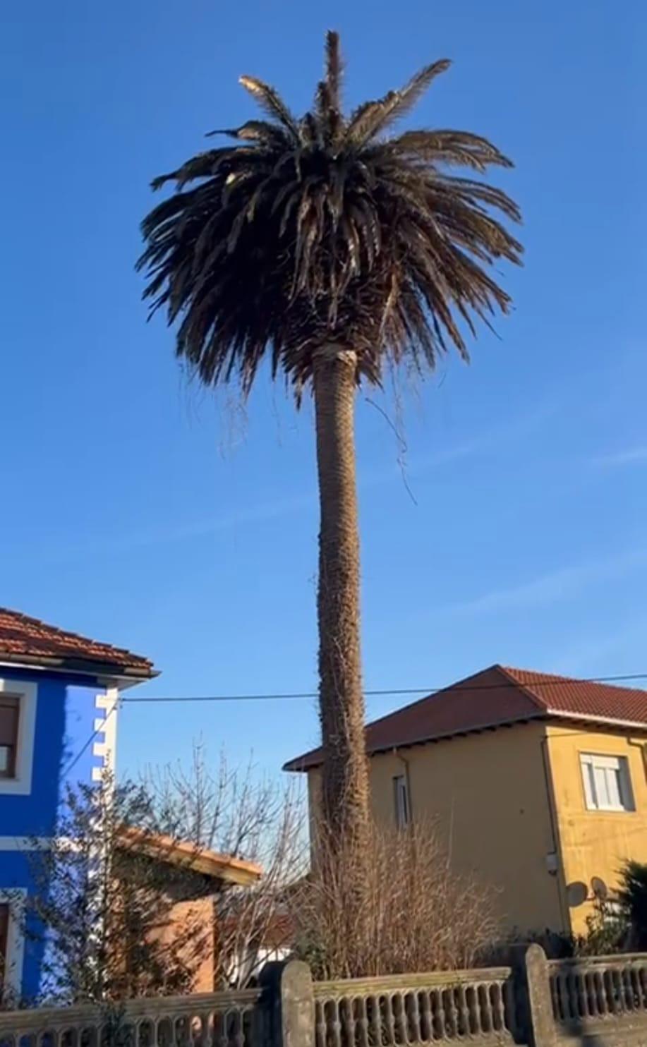 Una palmera afectada por el picudo rojo